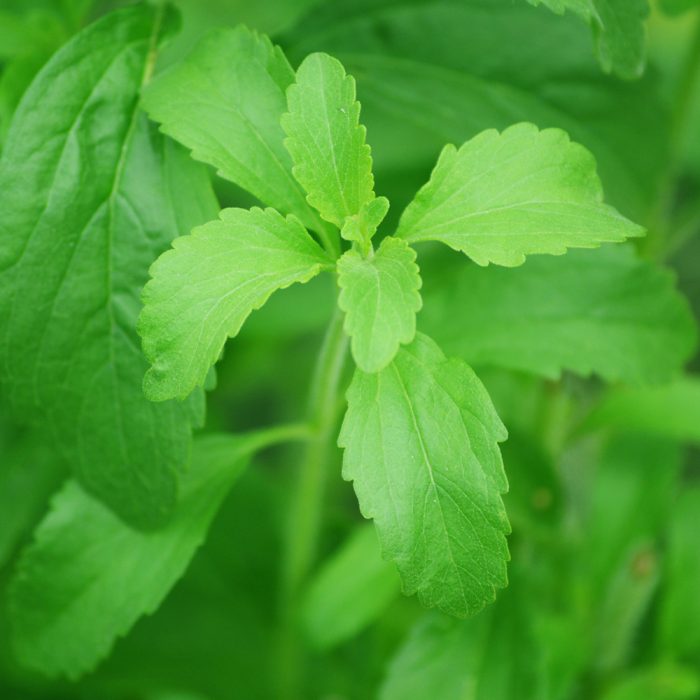 Stevia - Image 2