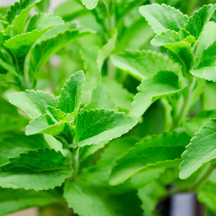 Stevia - Image 3