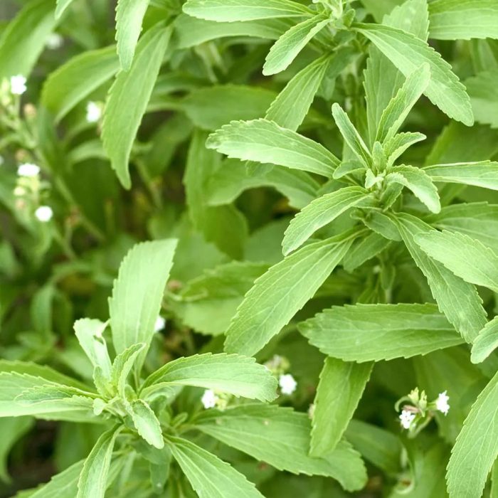 Stevia - Image 4