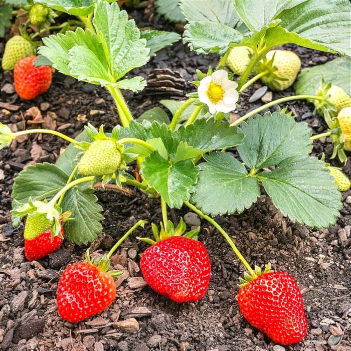 Strawberry / స్ట్రాబెర్రీ - Image 2