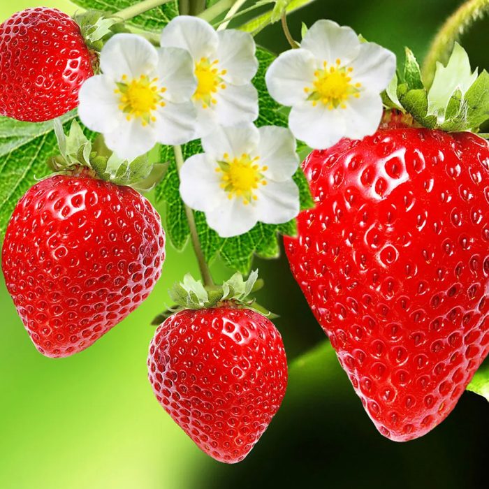 Strawberry / స్ట్రాబెర్రీ - Image 3