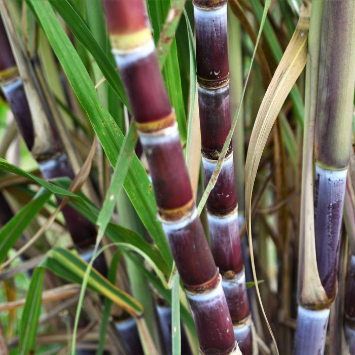 Sugar Cane - Image 2