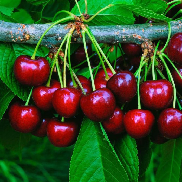 Sweet cherry (Grafted) - Image 2