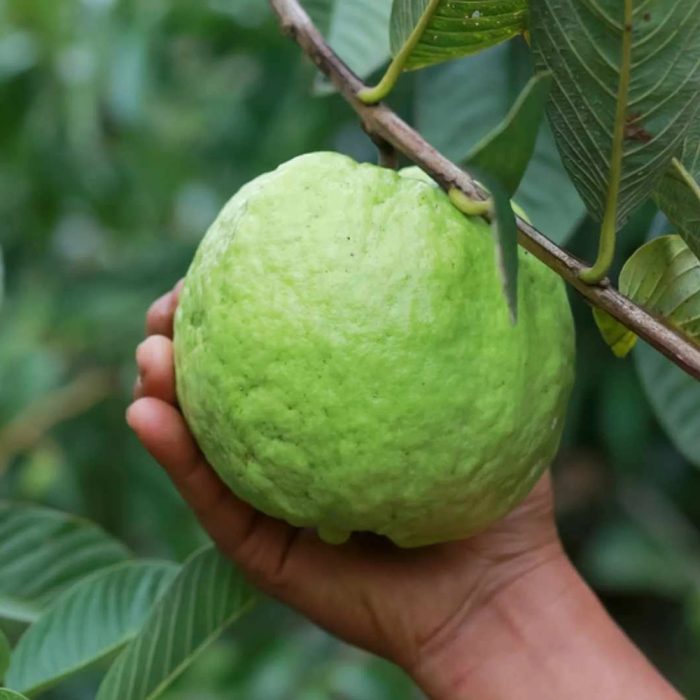 Thai Guava-White Plant(Grafted) - Image 2