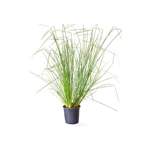 Vetiver
