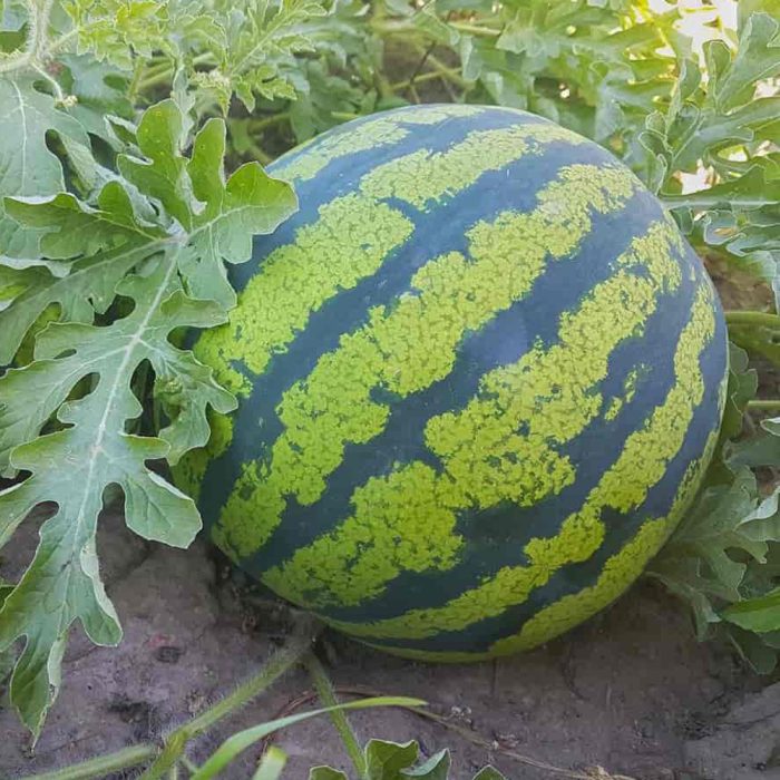 Water melon - Image 3