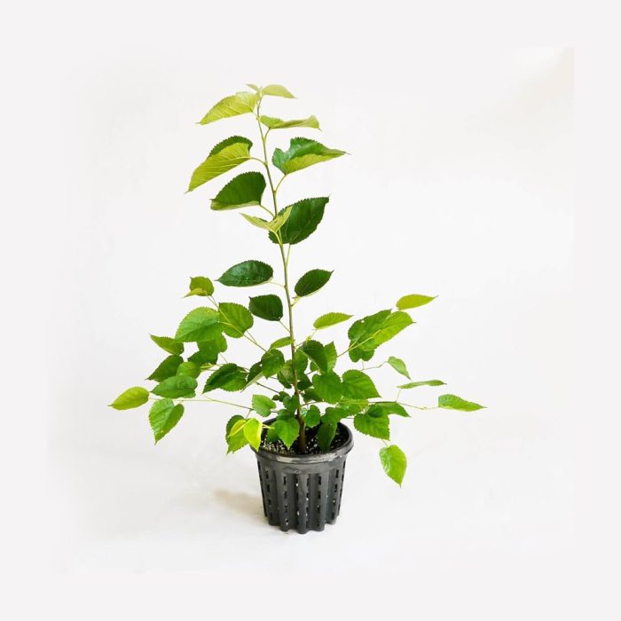 White Long Mulberry(Grafted)