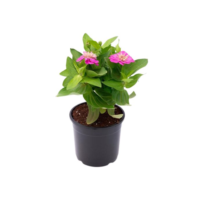 Zinnia