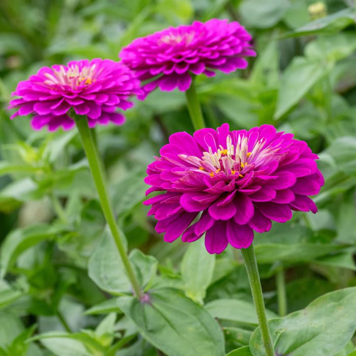 Zinnia - Image 3
