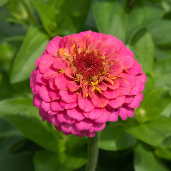 Zinnia - Image 4