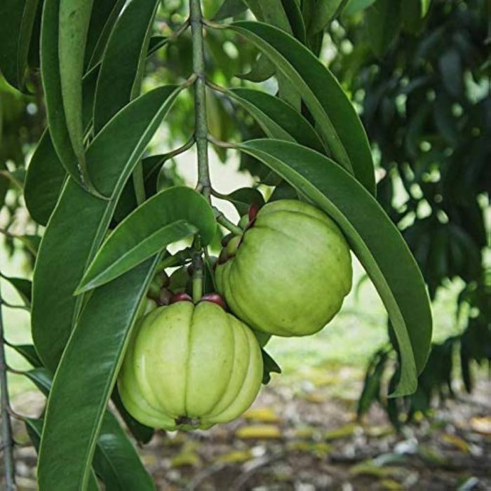 kodampuli / కోడంపులి - Image 2