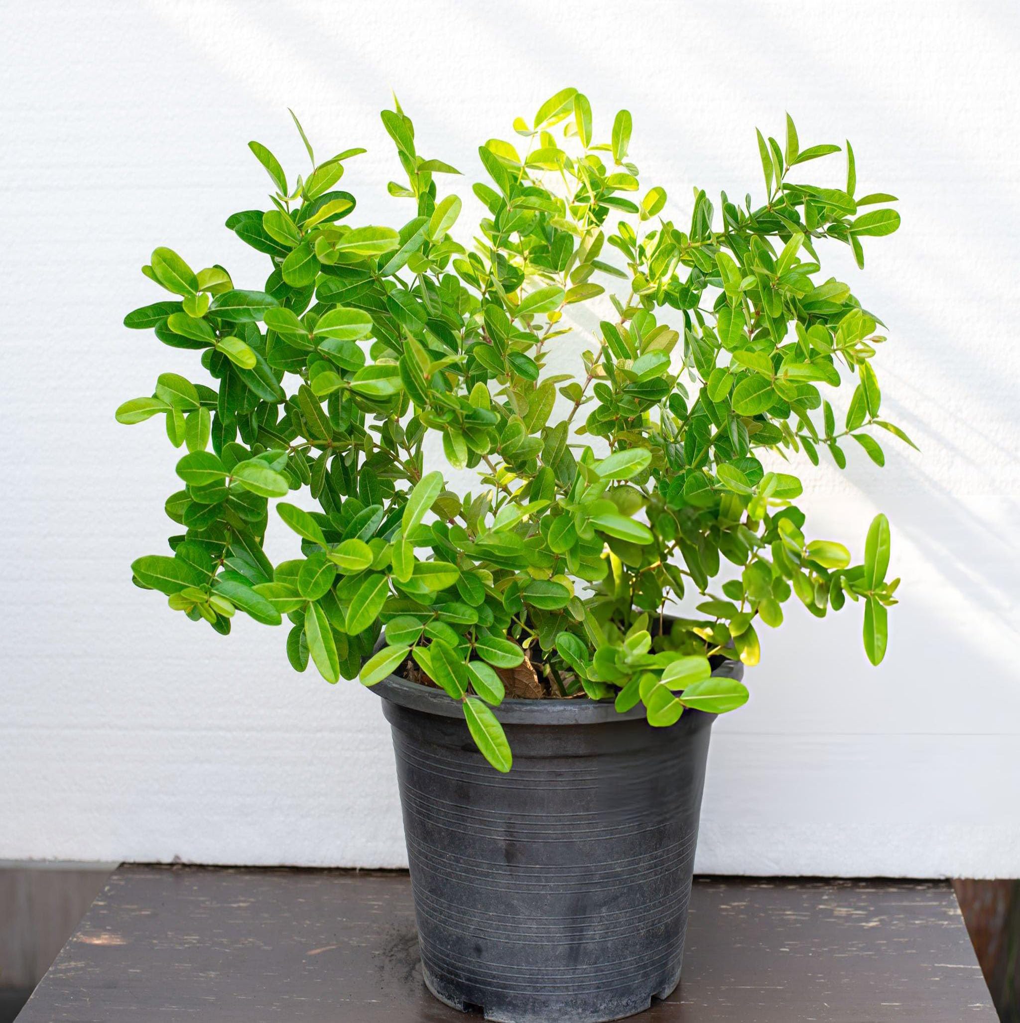 Karonda Sweet - Image 2