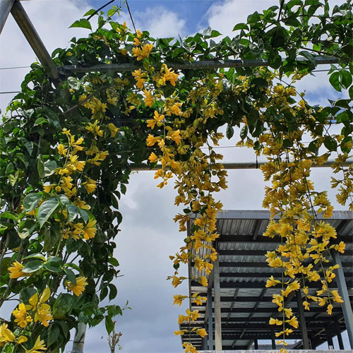 Golden Cascade - Image 2